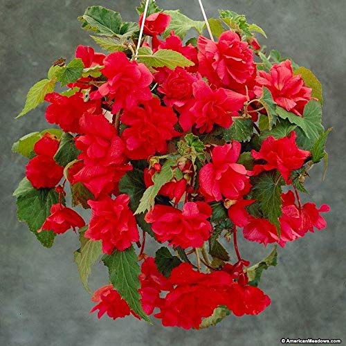 FernsFly® IMP. Begonia | Begoniaceae Flower Perennial Flowering Plant Aromatic Flower Bulbs Home Outdoor Gardening Bulbs Blooming planting (Pack Of 2 Begonia Hanging Basket Red Cascade)