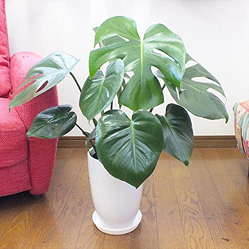 Amazon ウンベラータ オーガスタ モンステラ 号 陶器鉢 受皿付き - Eモンステラ 丸陶器 ノーブランド品 観葉植物