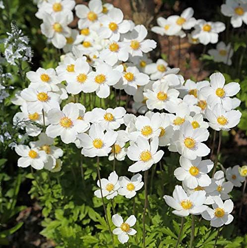 Floriculture Greens IMP. Anemone | Anemoneae | windflowers Flower Bulbs Home Outdoor Gardening Flowering Bulbs Blooming planting (Pack Of 3 Snowdrop Windflower Anemone)