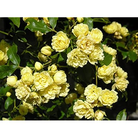 Rosa Banksia Lutea - 5.5lt Potted Rambling Garden Rose - Golden Yellow Blooms Cover