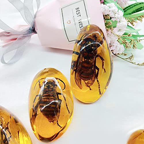 Image of Acxico 2Pcs Beautiful Amber Hornet Fossil Insects Manual Polishing