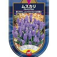Amazon.co.jp: ITANSE 花球根 ムスカリ 3種混合 10球 1袋 ブドウ