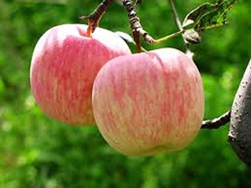 Fuji Apple Seeds 10 Open Pollinated Seeds Heavy Fruit Producing Fast Growing (B00UFABCBG) Amazon Price History, Amazon Price Tracker