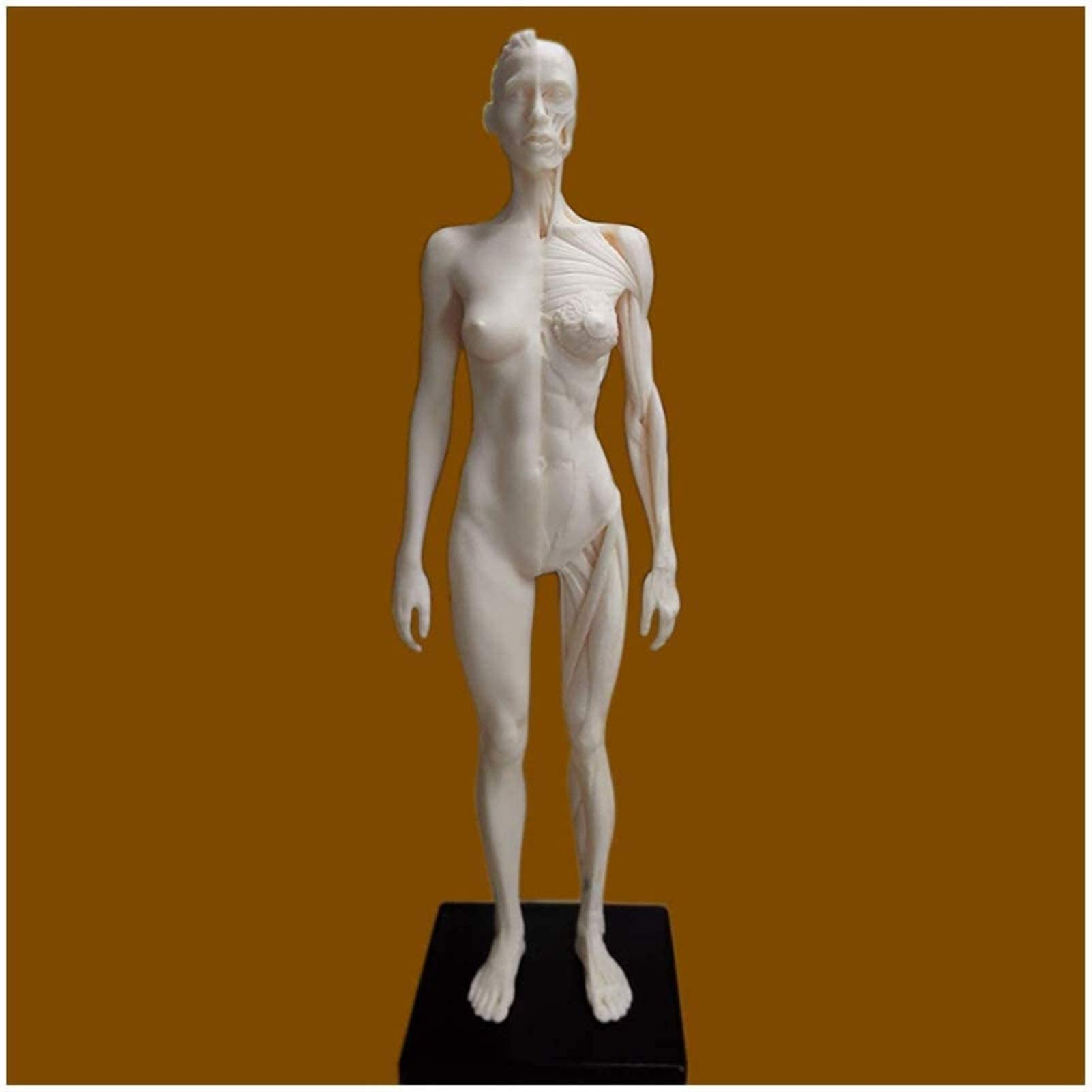 Figure D'anatomie Féminine Et Masculine De 11 Pouces - PU Material Modèle De L'os Musculaire Anatomique Humain - Modèle D'anatomie Musculo-Squelettique Humaine - pour Le Dessin d'artiste Médical
