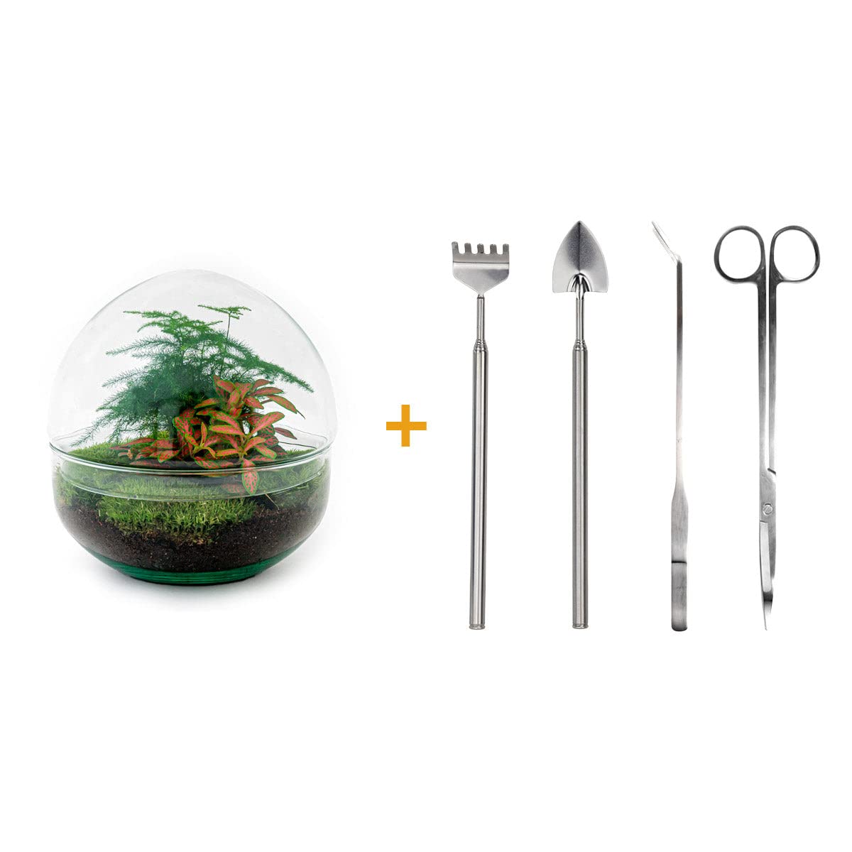 Kit DIY Terrarium • Dôme • Écosystème avec Plantes • ↑ 20 cm