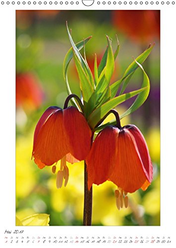 Blumengarten (Wandkalender 2017 DIN A3 hoch): Fotografien von wunderschönen Blumen und Blüten. (Monatskalender, 14 Seiten) (CALVENDO Natur) [Apr 09, ... Angela und DESIGN Photo + PhotoArt, AD