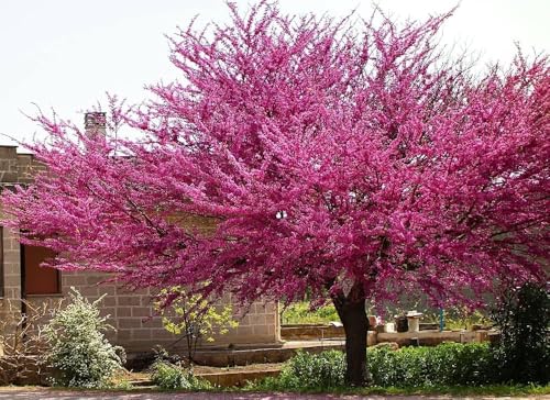 Forest Pansy Redbud Tree – Purple-Leaf Ornamental Deciduous Tree, Hardy