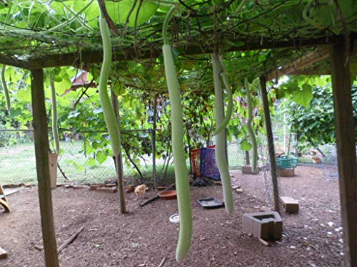 Italian Cucuzza, Squash, Snake Gourd, Serpente di Sicilia, Zucchetta 10 Seeds.