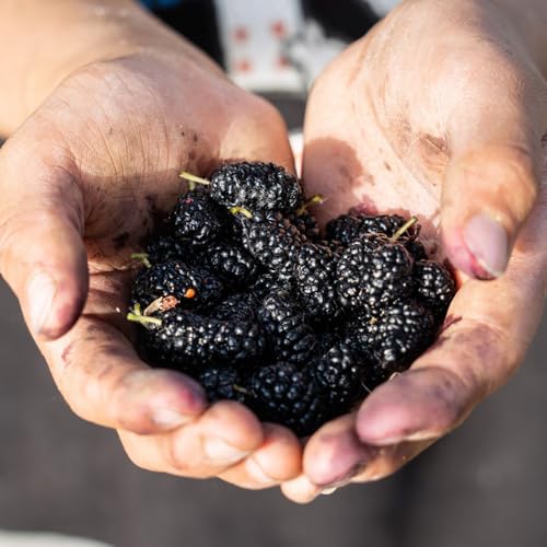 Comprar semillas de morera, comprar árboles frutales invernaderos de balcón árbol frutal regalos para jardineros plantas resistentes para el jardín huerta plantas de balcón fruto 450pcs