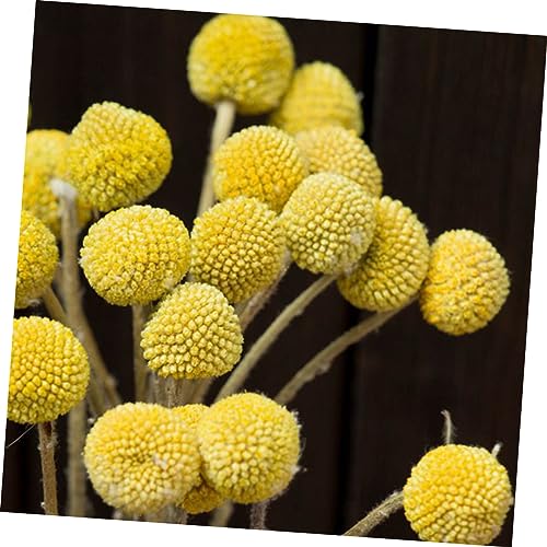 20 piezas flores secas decorativas Craspedia miniatura 7