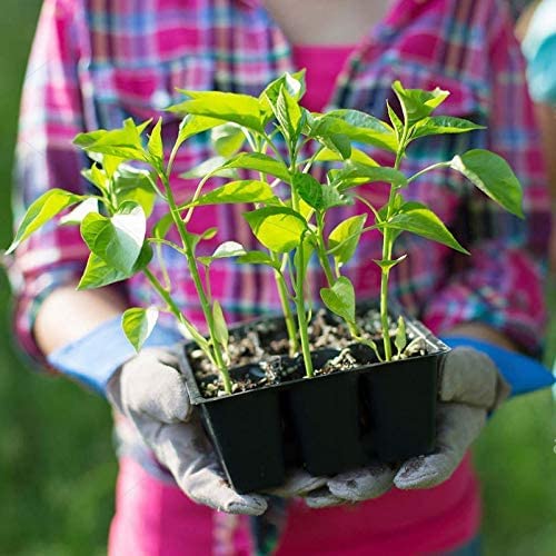 Handboek voor gezonde planten, Mariken Schenkeveld | Boek Handboek voor gezonde planten, Mariken Schenkeveld | Boek