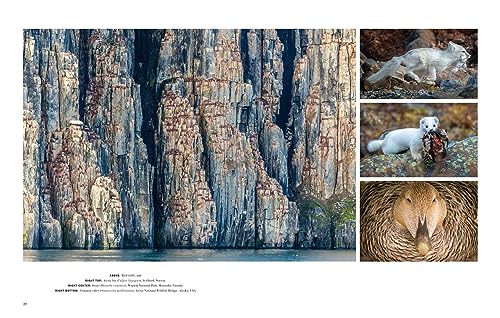 Image of Wild Lives: The World's Most Extraordinary Wildlife