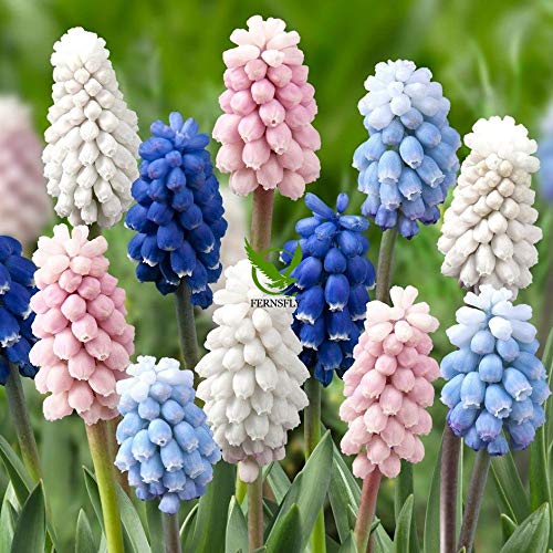 FERNSFLY IMP. Musckari | Muscari | Grape Hyacinth Flower Excellent Quality Flower Bulbs for Attractive Aromatic Flowers Home Gardening Plants Flower Bulbs Pack of 2, Multi-mix
