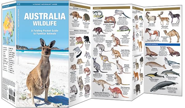 Australia Wildlife: A Folding Pocket Guide to Familiar Animals (Nature Observation International) - Image 3