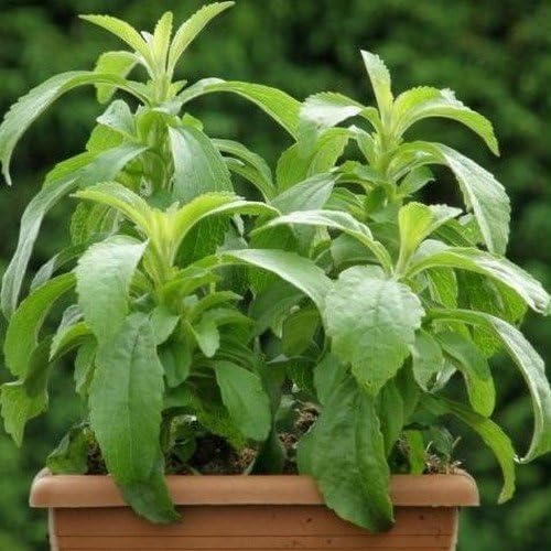 100 semillas frescas - Stevia Sweetleaf Semillas de Hierbas