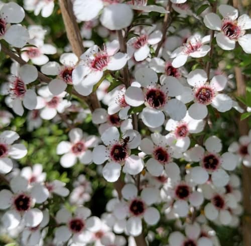 Aceite Esencial de Manuka Orgánico Puro 5 mL miniatura 3