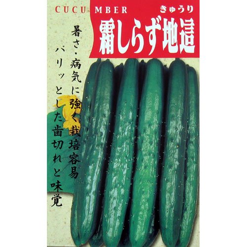 Amazon.co.jp: きゅうり 種 【 霜しらず地這 】 種子 小袋（約35粒