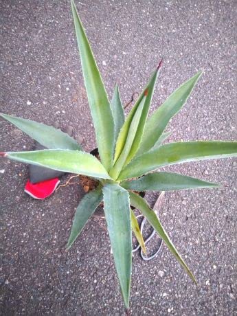 Amazon｜アガベ アメリカーナ アオノリュウゼツラン 5号 お任せ