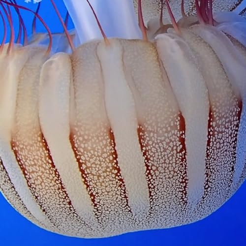 Facts: The South American Sea Nettle