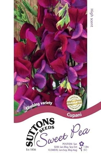 スイートピー（Sweet Pea）