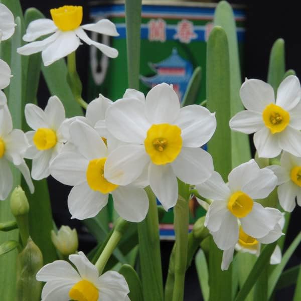 Live Green Nargis Multicolor Flower Bulbs For Home Garden (5pcs) (B0CLDXNPP3) Amazon Price History, Amazon Price Tracker