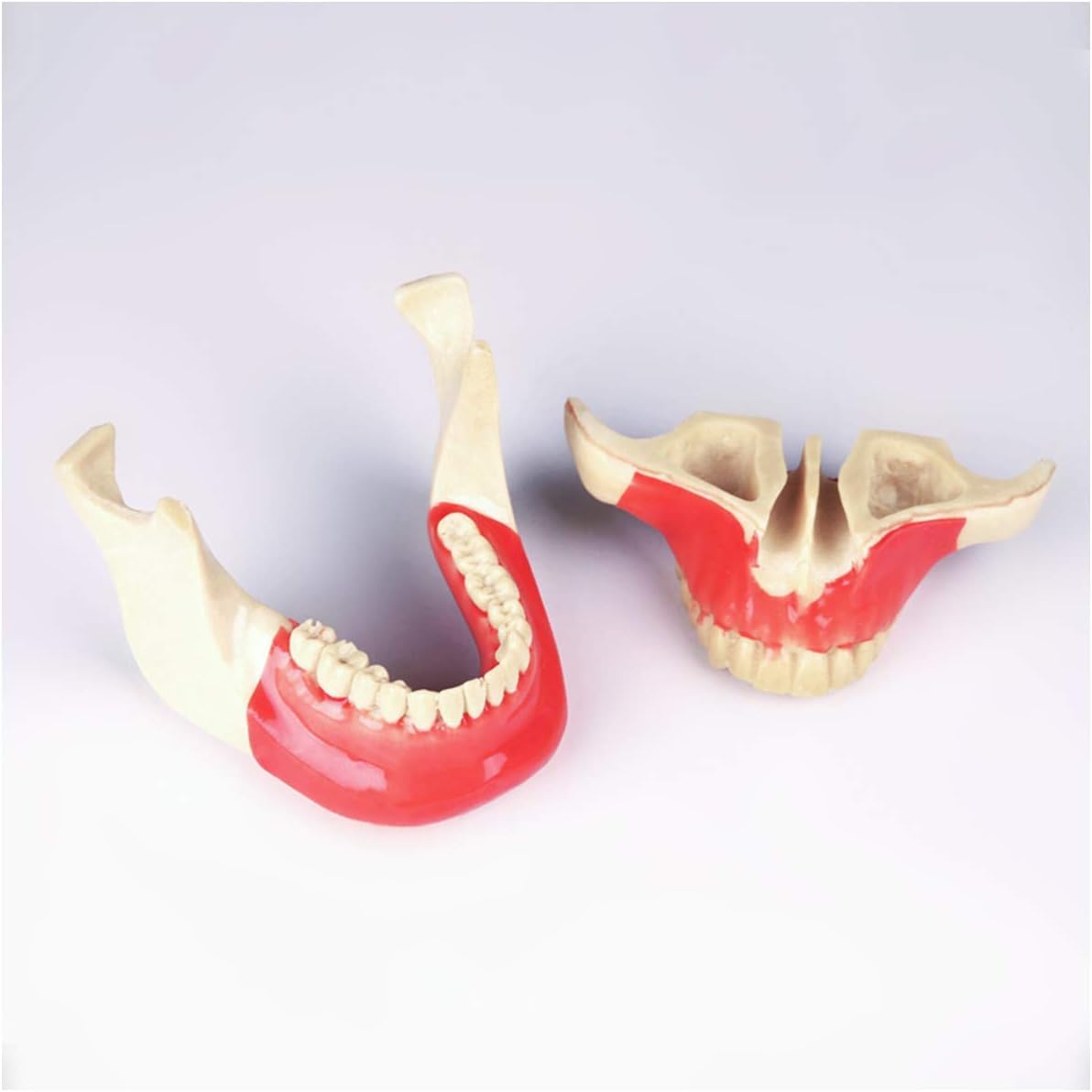 Model zęba Choroba implantu dentystycznego Model zębów Student Materiał żywiczny Zestaw do nauczania ustnego