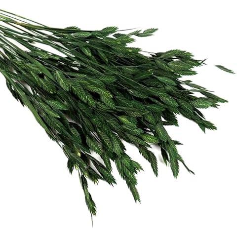 MIHUAGE Dried Preserved Oat Grass Plant for Vase - 20 PCS Northen Oat Greenery Leaf with Stem, 17" for Home Office Wedding Party Decor and DIY Arrangement(Dark Green) Cover