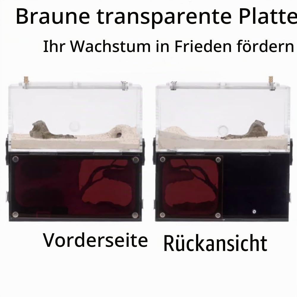 Ameisenfarm Beobachtungsterrarium aus transparentem Acryl mit Aktivitätskammer für Anfänger Ameisenhalter