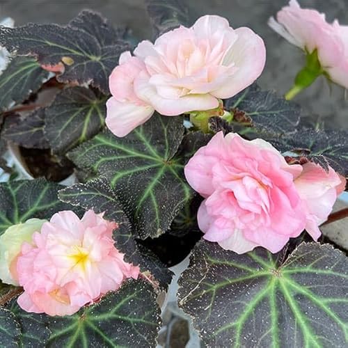 ベゴニア：ノンストップモカ ライトピンクシェード3-3.5号ポット 2株セット[銅葉に色鮮やかな大輪八重花の球根ベゴニア][カラーリーフ]のサムネイル