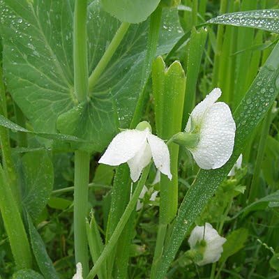 Austrian Winter Pea Seeds - 25 LBS