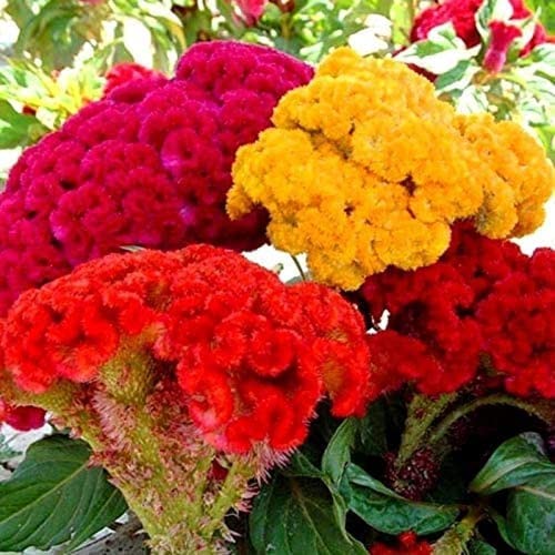 FStening 150 Pièces Mélange De Plusieurs Couleurs Graines De Célosie Convient à Ceux Qui Veulent Planter Des Crêtes Coq Pour Faire Des Bouquets Fleurs Coupées Pour Une Conservation à Long Terme Cover