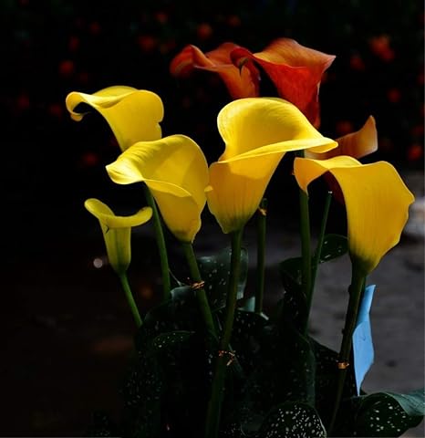 Amazon カラーリリー球根 土壌培養植物 綺麗な 豊かな色 園芸植物 奇妙な外観 美しい花 緑の中庭 あなたの庭で育つ 鉢植え 鉢植え 神秘的 B 15 球根 花 Amazon カラーリリー球根 土壌培養植物 綺麗な 豊かな色 園芸植物 奇妙な外観 美しい花 緑の中庭 あなたの庭で育つ 鉢植え 鉢植え 神秘的 B 15 球根 花