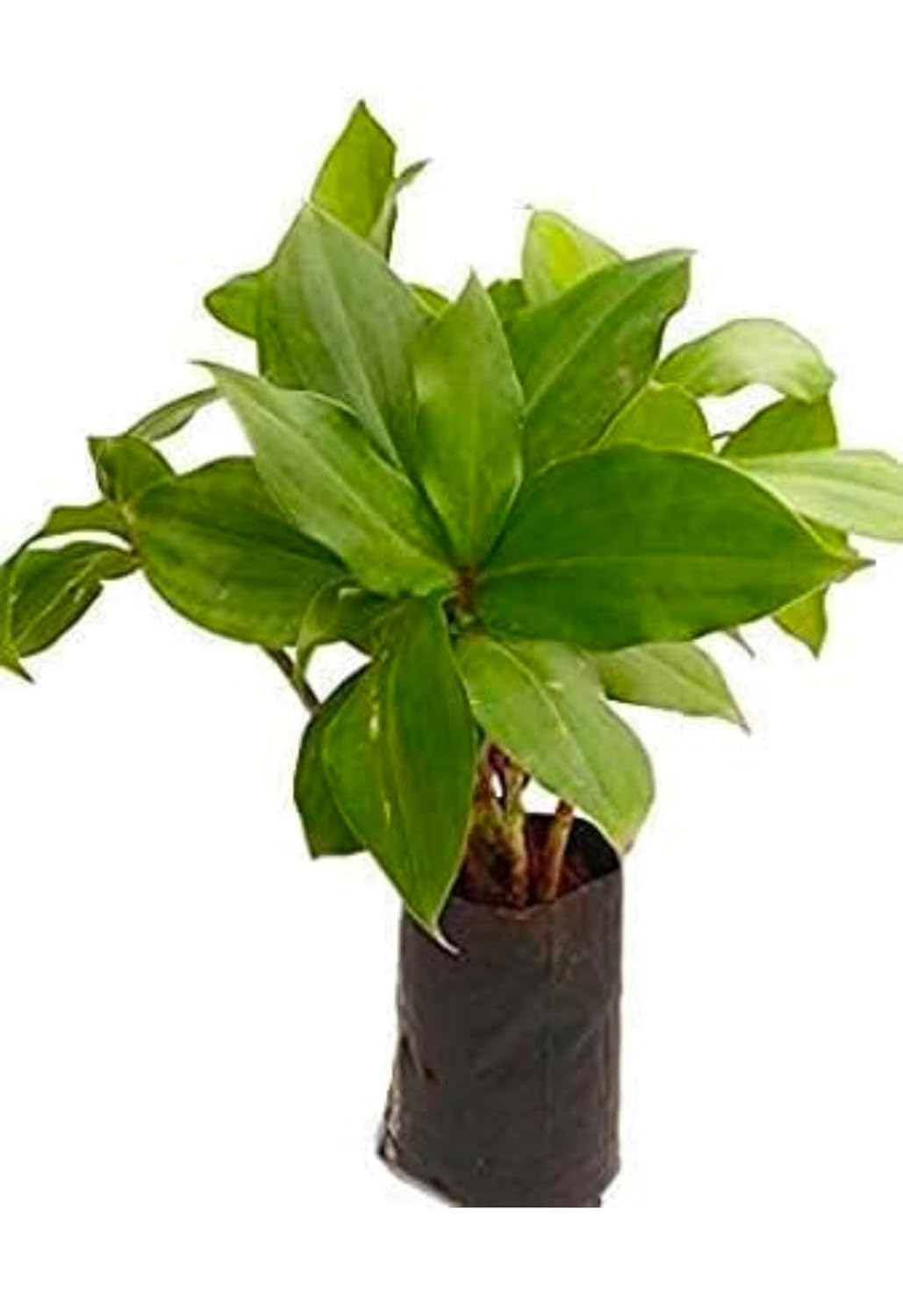Insulin Live Plant (B0DDKDHHFY) Amazon Price History, Amazon Price Tracker