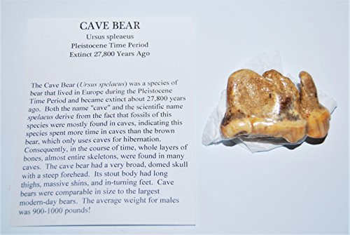 CAVE Bear Tooth Fossil Pleistocene Extinct Cavebear #13714 4o