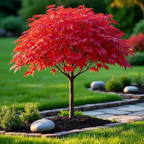 Image of 40+ Seeds- Redleaf Maple Acer Tree Seeds - Grow Indoor & Outdoor - All Seasons
