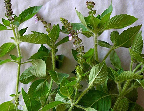 Gaea's Blessing Seeds - Holy Basil Seeds - Heirloom Seeds with Easy to Follow Planting Instructions - Sacred Tulsi Open-Pollinated High Yield Non-GMO 90% Germination Rate - Image 3