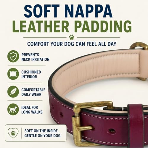 Image of Genuine Leather Dog Collar, Dark Pink, Medium, Brass Buckle, Padded | 1 Inch Wide, Fit Neck Size - 14.5 inch - 18.5 inch, Double D Ring, Adjustable, Thick Leather, Heavy Duty, Soft Leather padding