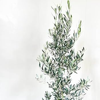 Amazon｜オリーブの木 10号 大鉢 大型 インテリア 庭木 鉢植え