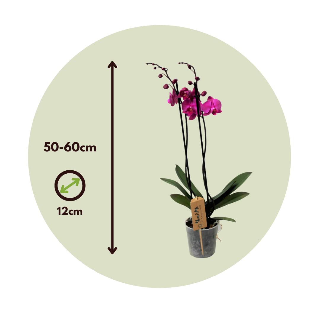 Plant in a Box - Phalaenopsis - Orchidée Pourpre - Plante d'intérieur à fleurs - Aime les chats - Pot 12cm - Hauteur 50-60cm
