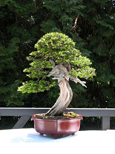 English Yew, Taxus Baccata, Tree Seeds (Evergreen, Topiary) 10 Seeds