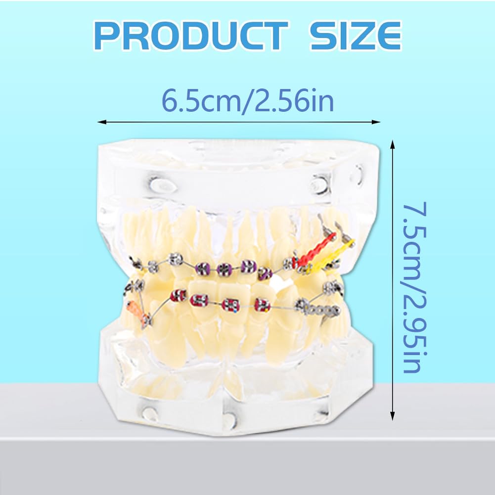 Tipodonto Oral Dental Modelo Dental Ortodóntico Estándar con Dentadura de Resina y Alambre Transparente