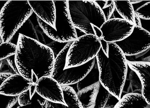 Generic 150pcs Coleus Plant Seeds Black White