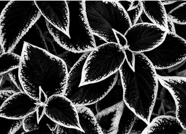 Generic 150pcs Coleus Plant Seeds Black White