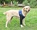 Dog Recovery Sleeve, Dog Recovery Suit, Abrasion Resistant Sleeve Front Leg, Washable 2.5mm Thick and Waterproof, Pet Wounds Prevent Licking, Bite (Small, Blue)