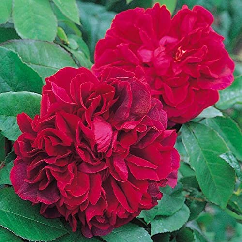 Aiden Gardens Rare Grafted English Rose Plant The Dark Lady Deep Red Double Rose 2 Healthy Live Plant (B093PVK8D6) Amazon Price History, Amazon Price Tracker