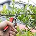 WYF Pruning Scissors, Professional Garden Shears - Straight Stainless Steel Blades - Sharp Gardening Hand Pruner for Garden Harvesting Fruits, Vegetables, Trimming Flowers and Plants, 8.1IN(Red)