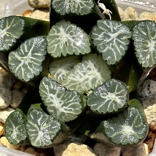 多肉植物 観葉植物 ハオルチア ハオルシア 富士雲海万象 レア プレゼント ギフト 観葉植物室内 おしゃれ 引っ越し祝い 新築祝い インテリア 珍しいハオ楽園…