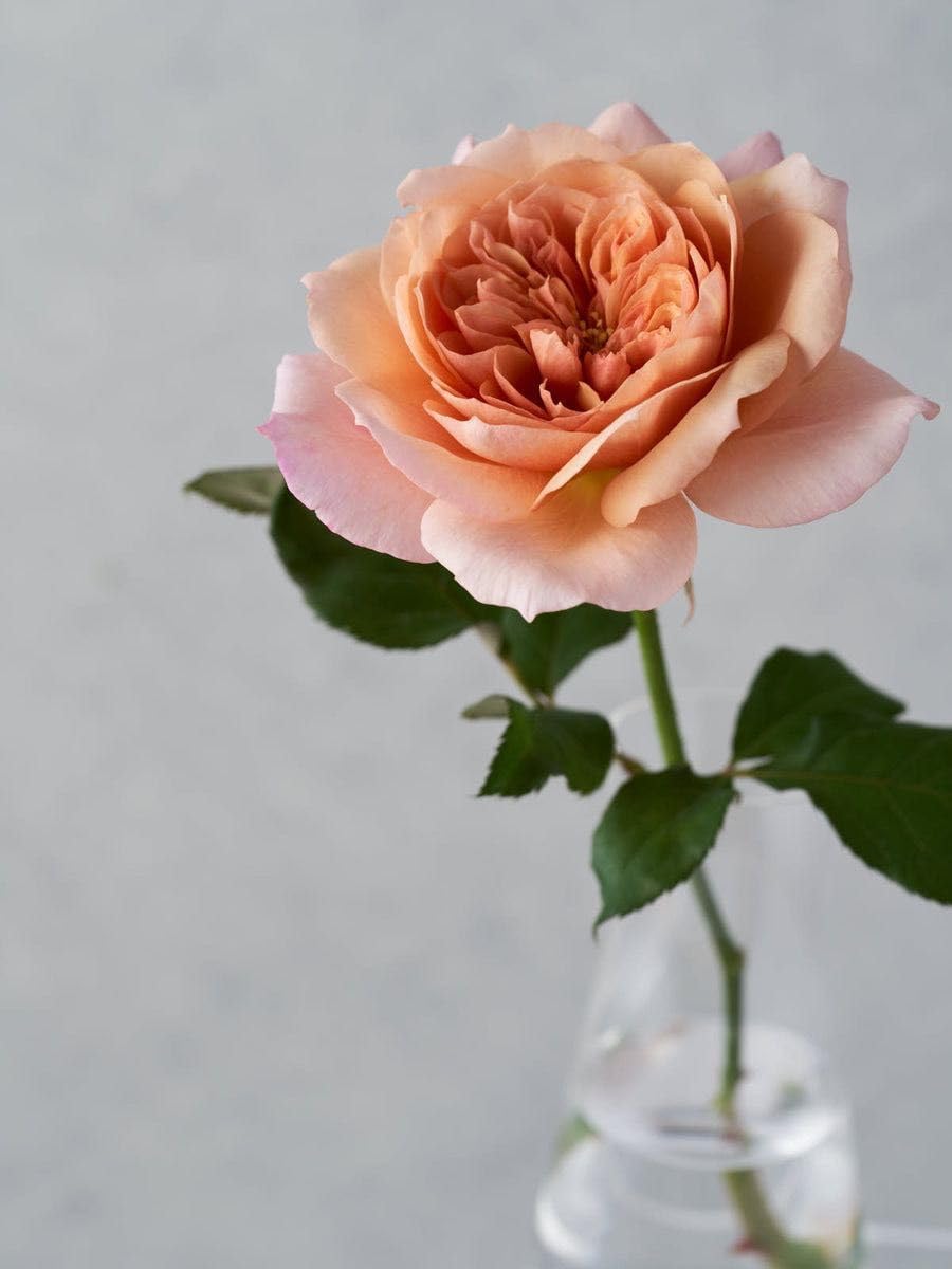 和バラ開花大苗 楽天市場】予約バラ苗 京成バラ園 京成 薫乃（かおるの） 大苗 7号鉢