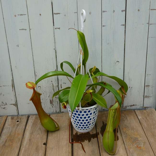 Amazon｜食虫植物 ネペンテス アラータ 狂氣令嬢 アカネ 4号