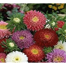 1000 Aster Flower Seeds Powder Puff Mix Colors Callistephus chinensis